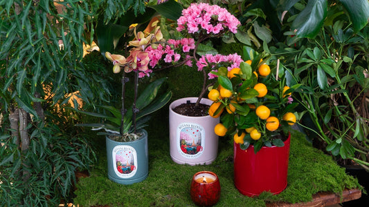 CNY Botani Bloom Potted Plants showcasing
