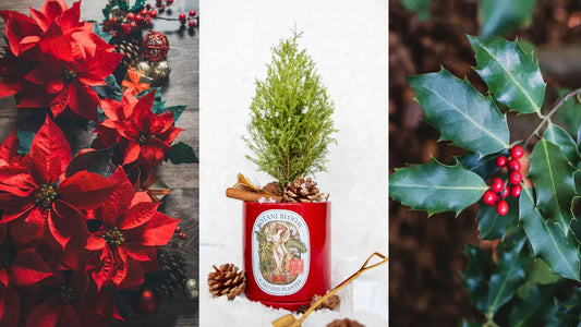 Poinsettia to Ivy