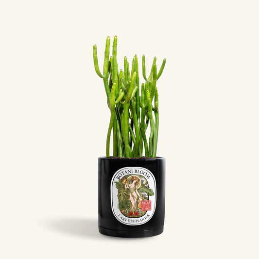 Charles : Pencil Cactus , Botani Bloom Hong Kong