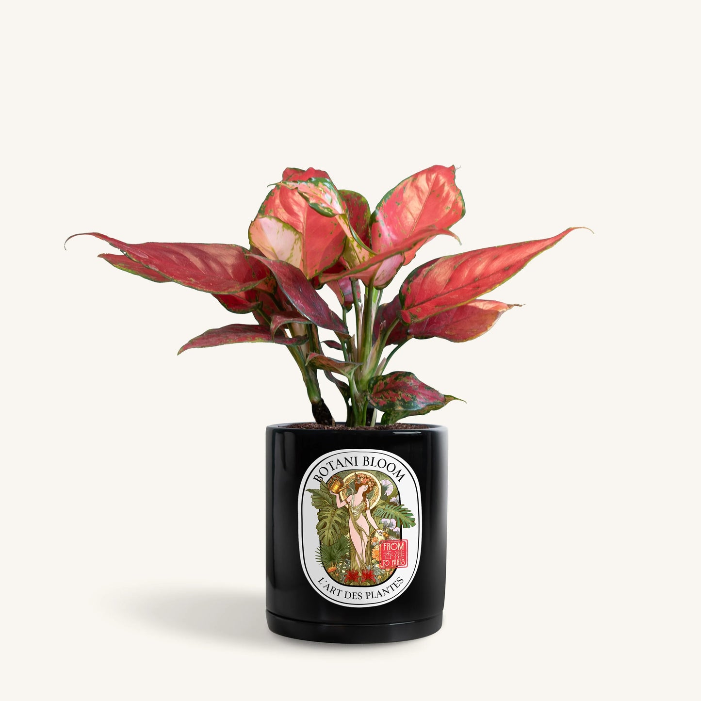 Aglaonema Red Star in a botani bloom black colored pot, front view