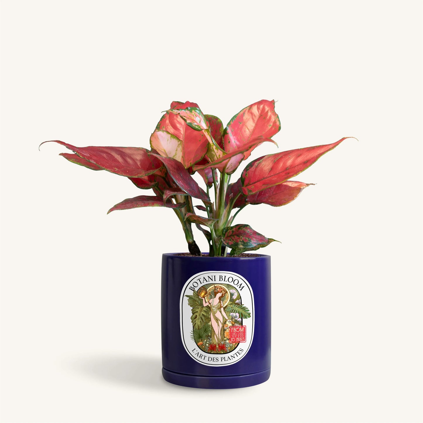 Aglaonema Red Star in a botani bloom blue colored pot, front view
