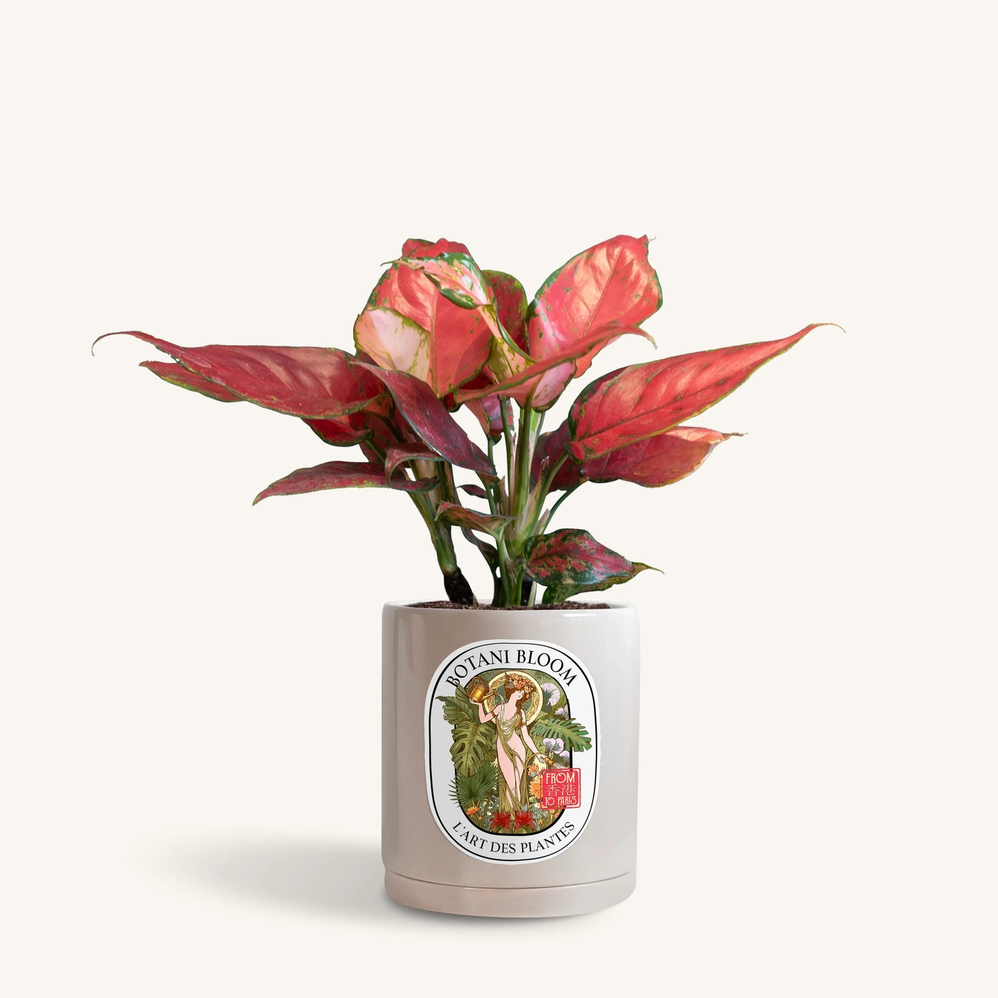 Aglaonema Red Star in a botani bloom grey colored pot, front view