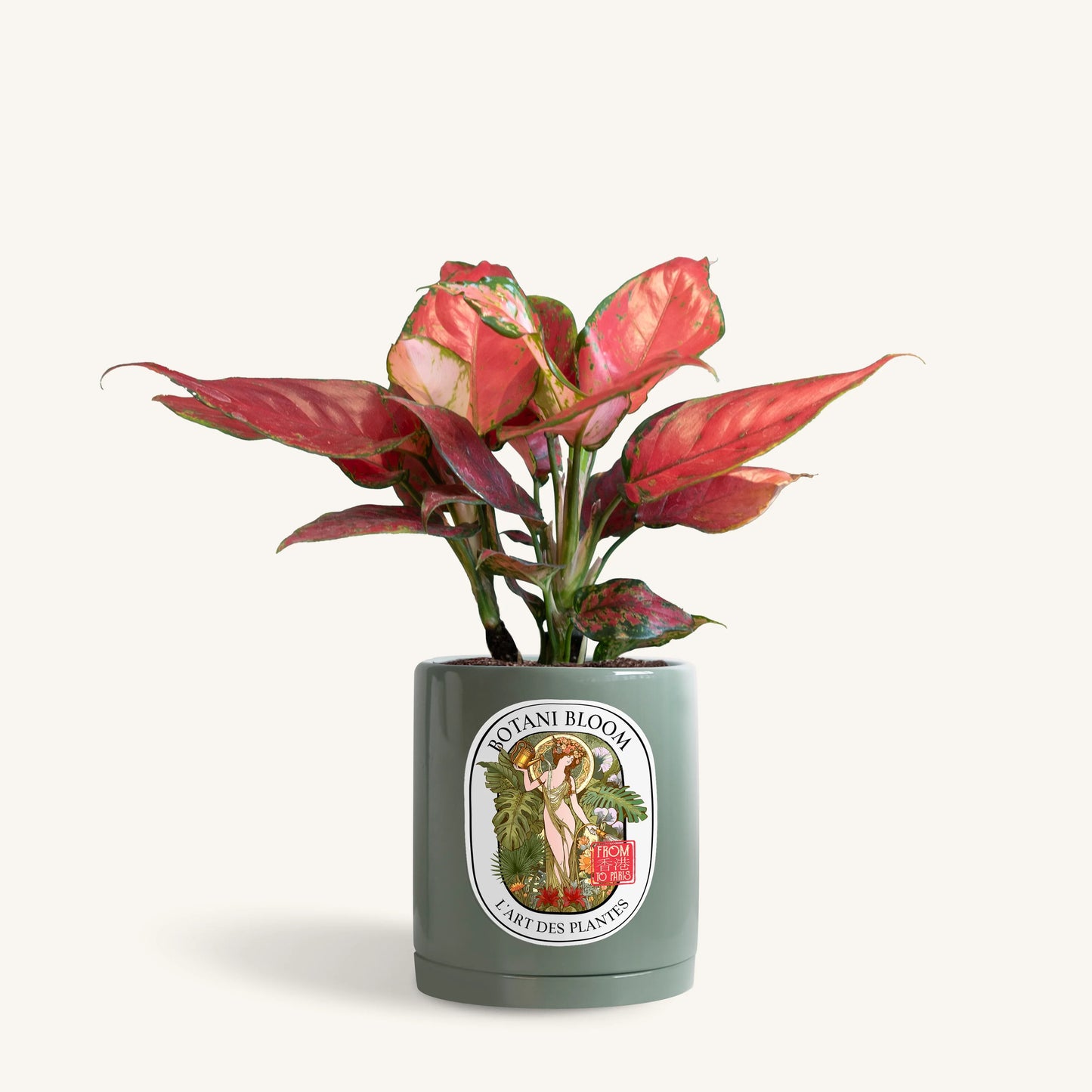 Aglaonema Red Star in a botani bloom olive colored pot, front view