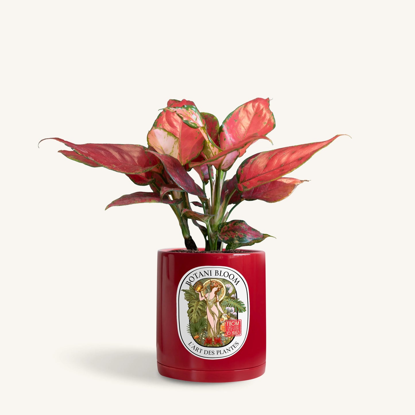 Aglaonema Red Star in a botani bloom red colored pot, front view