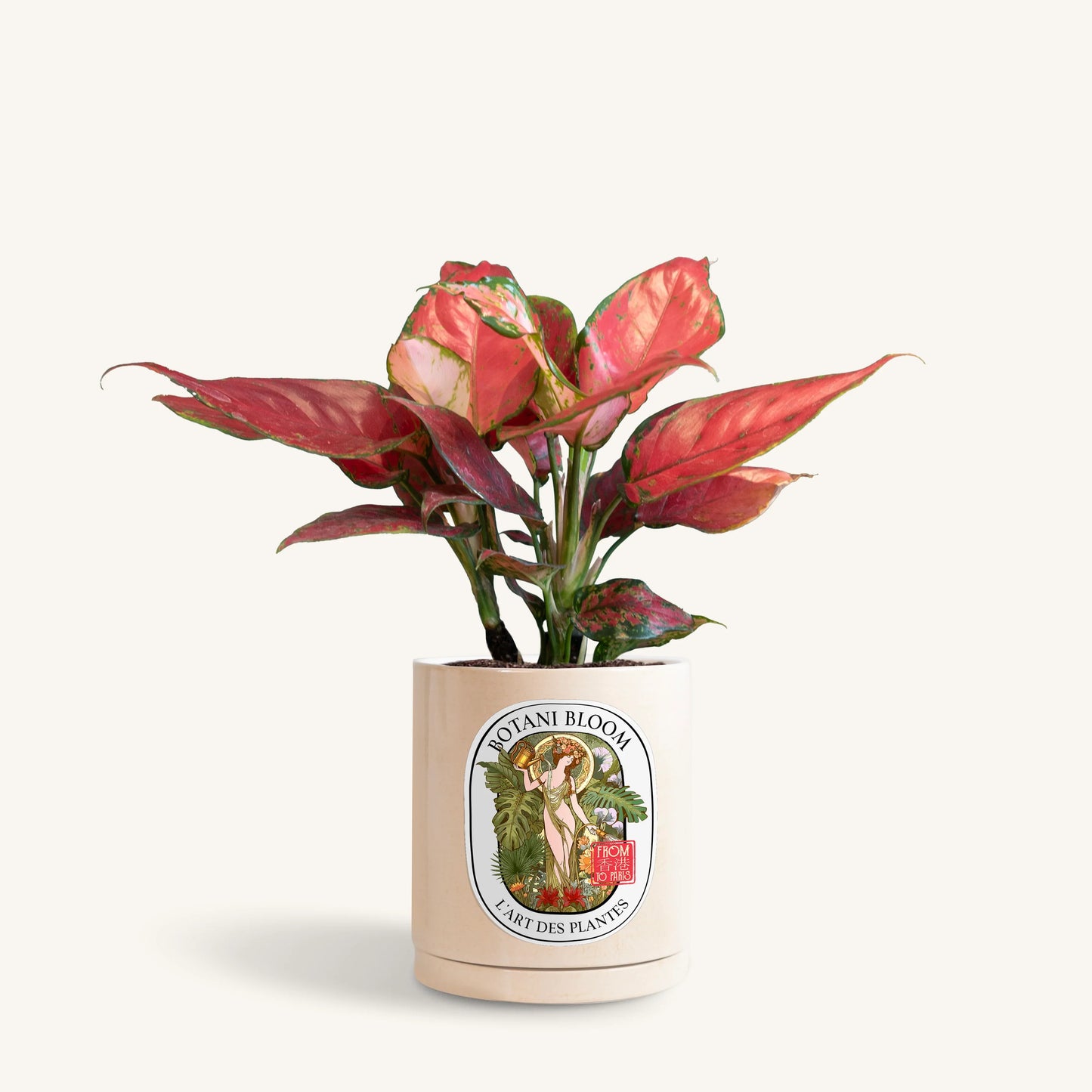 Aglaonema Red Star in a botani bloom sand colored pot, front view