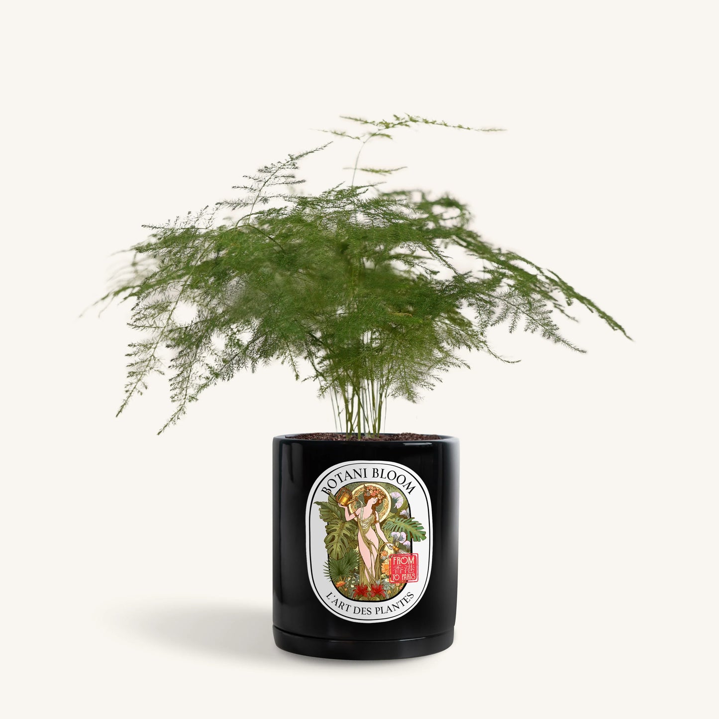 Potted plant in a decorative pot with a label on a white background, front view