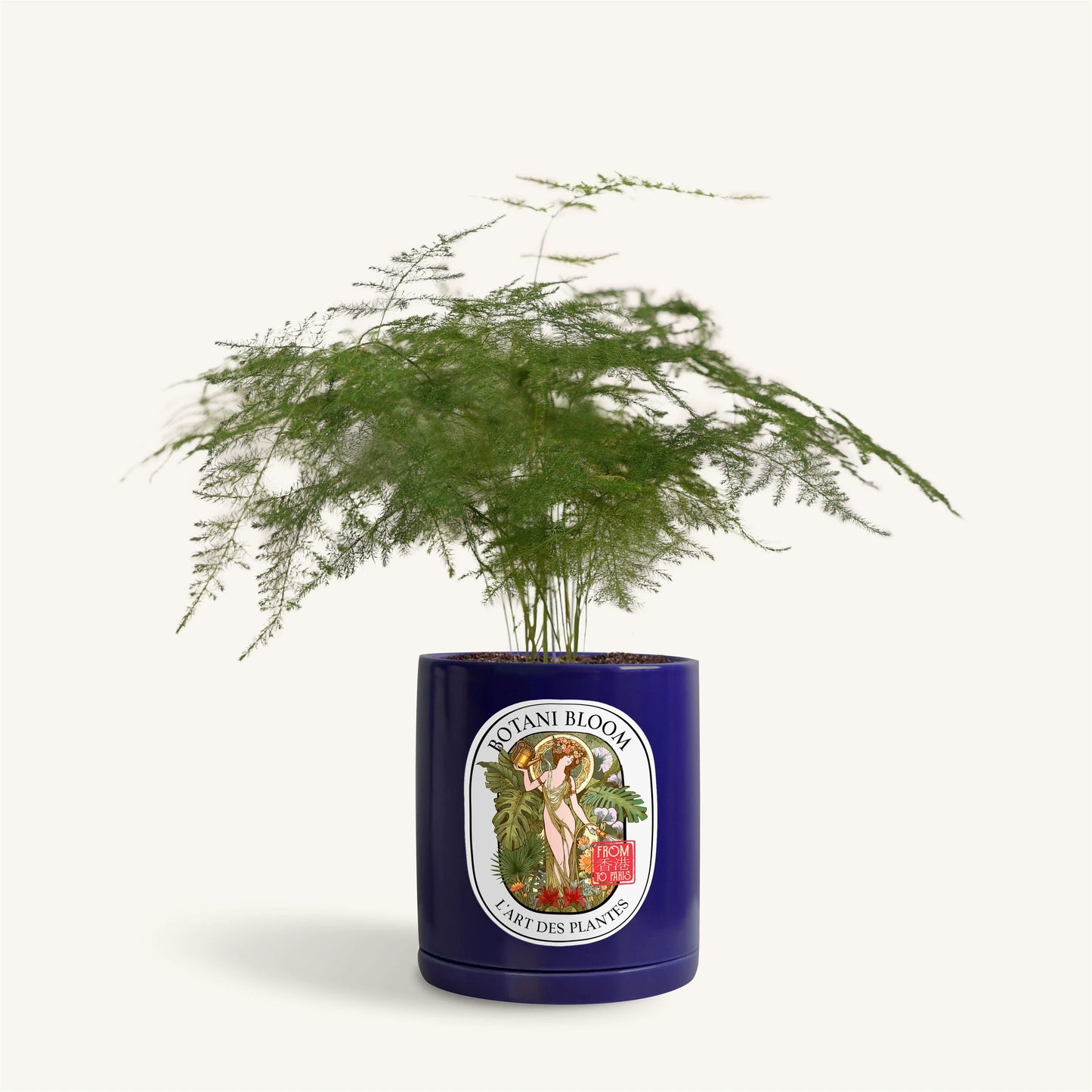 A potted asparagus fern, housed in a blue large botani bloom pot, front view