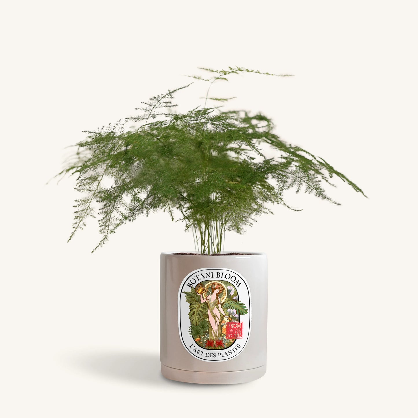 Asparagus fern in a botani bloom silver sage colored pot, front view