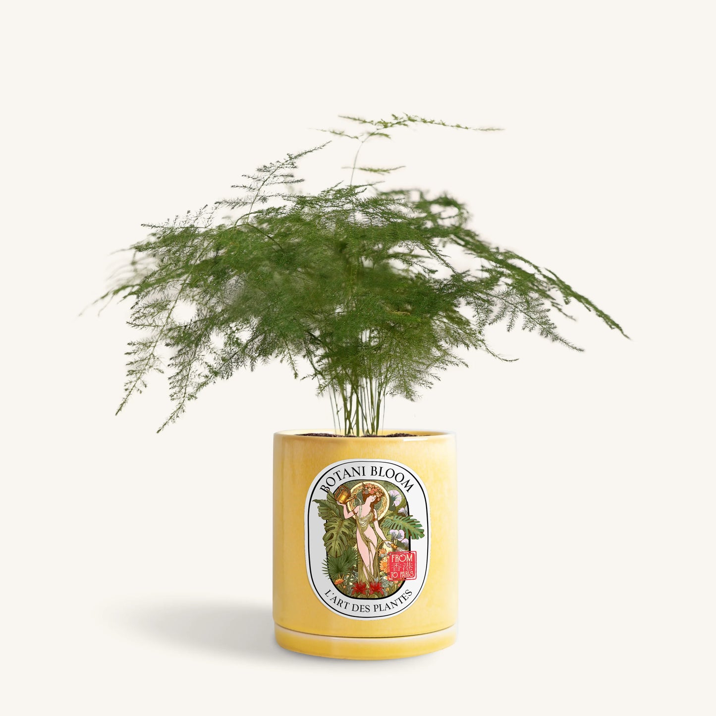 A potted asparagus fern, housed in a yellow large botani bloom pot, front view