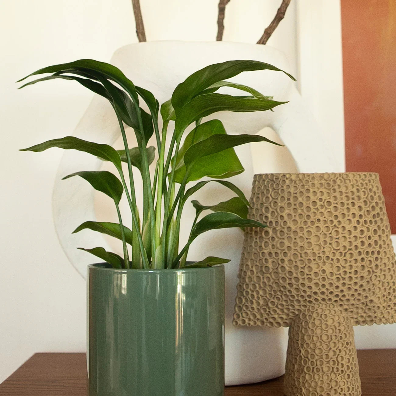A potted bird of paradise, housed in a olive botani bloom pot, as a design piece for home