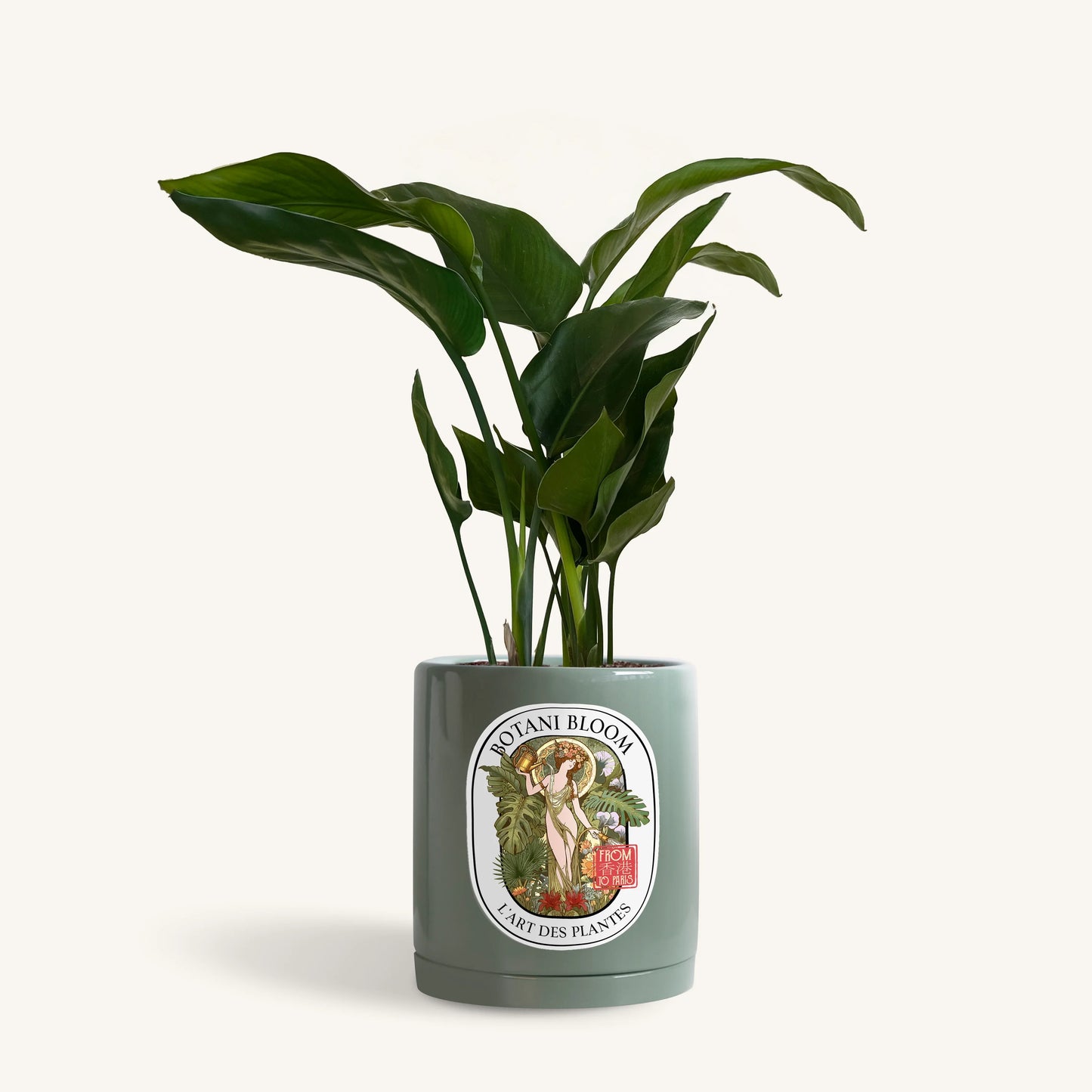 A potted bird of paradise, housed in an olive botani bloom pot, front view