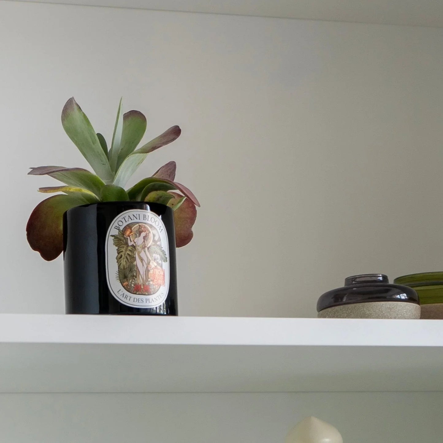 Kalanchoe Thyrsiflora in a botani bloom black color pot, on a cupboard