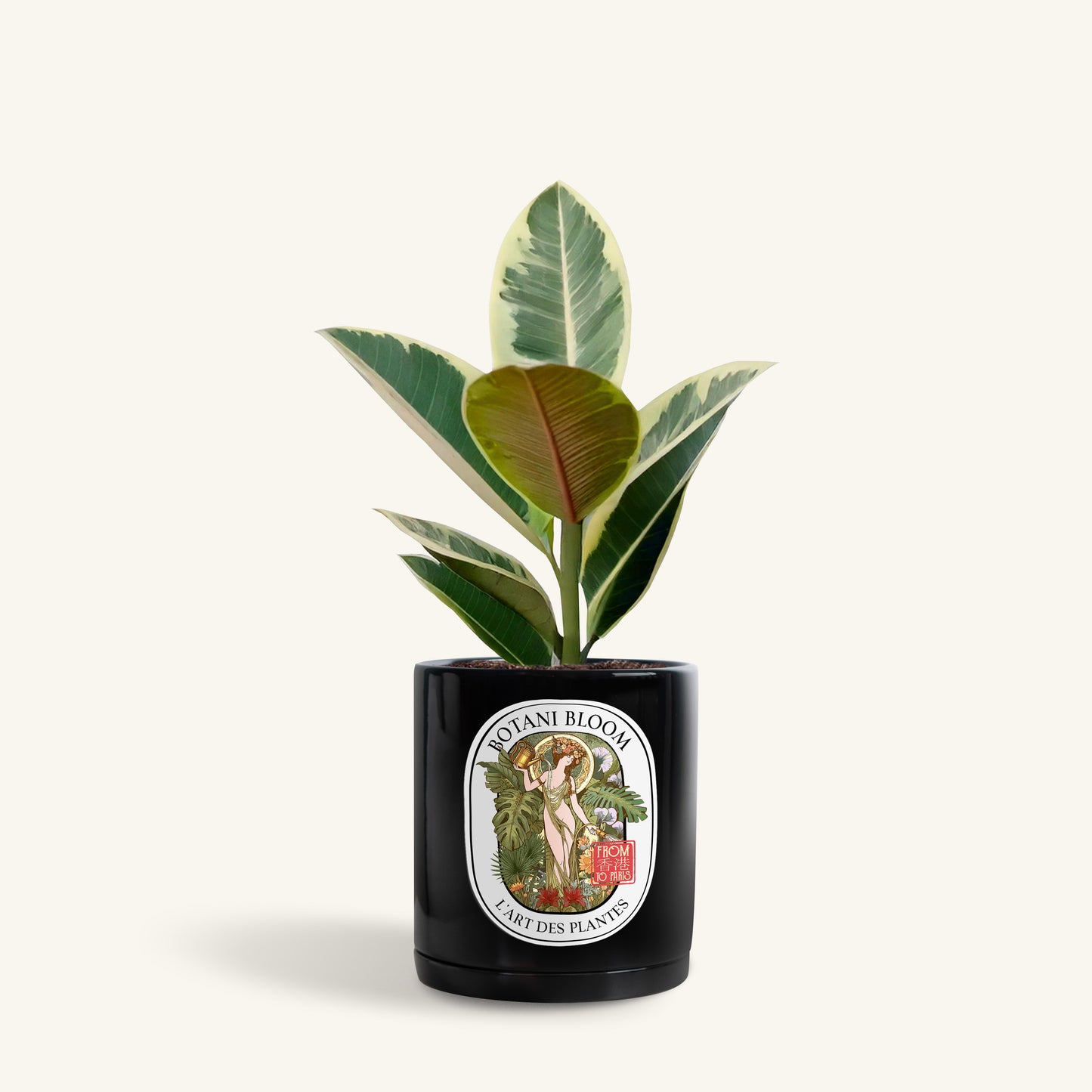 A potted ruby rubber plant in a botani bloom black pot, front view