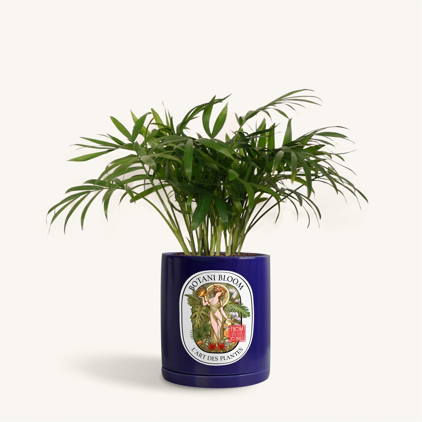 Parlor Palm in a Botani Bloom blue pot, front view