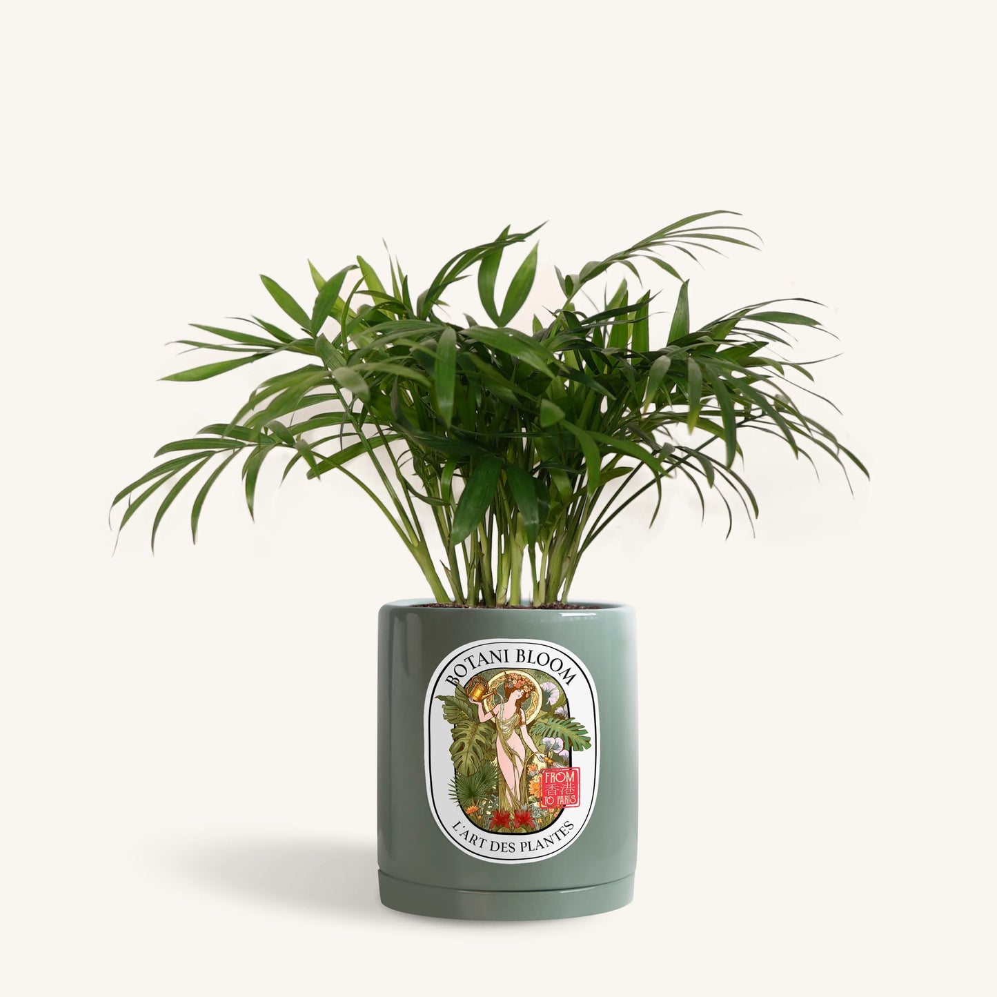 Parlor Palm in a Botani Bloom olive pot, front view