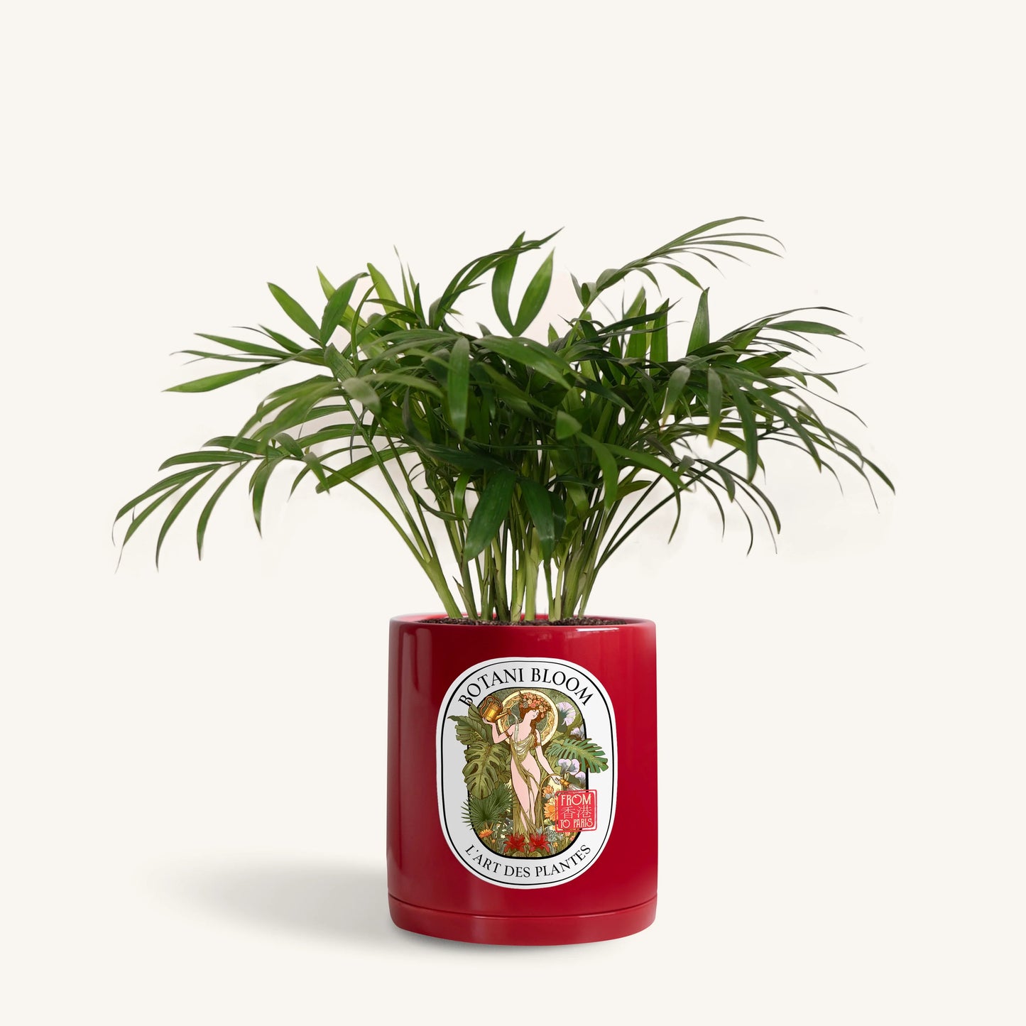 Parlor Palm in a Botani Bloom red pot, front view