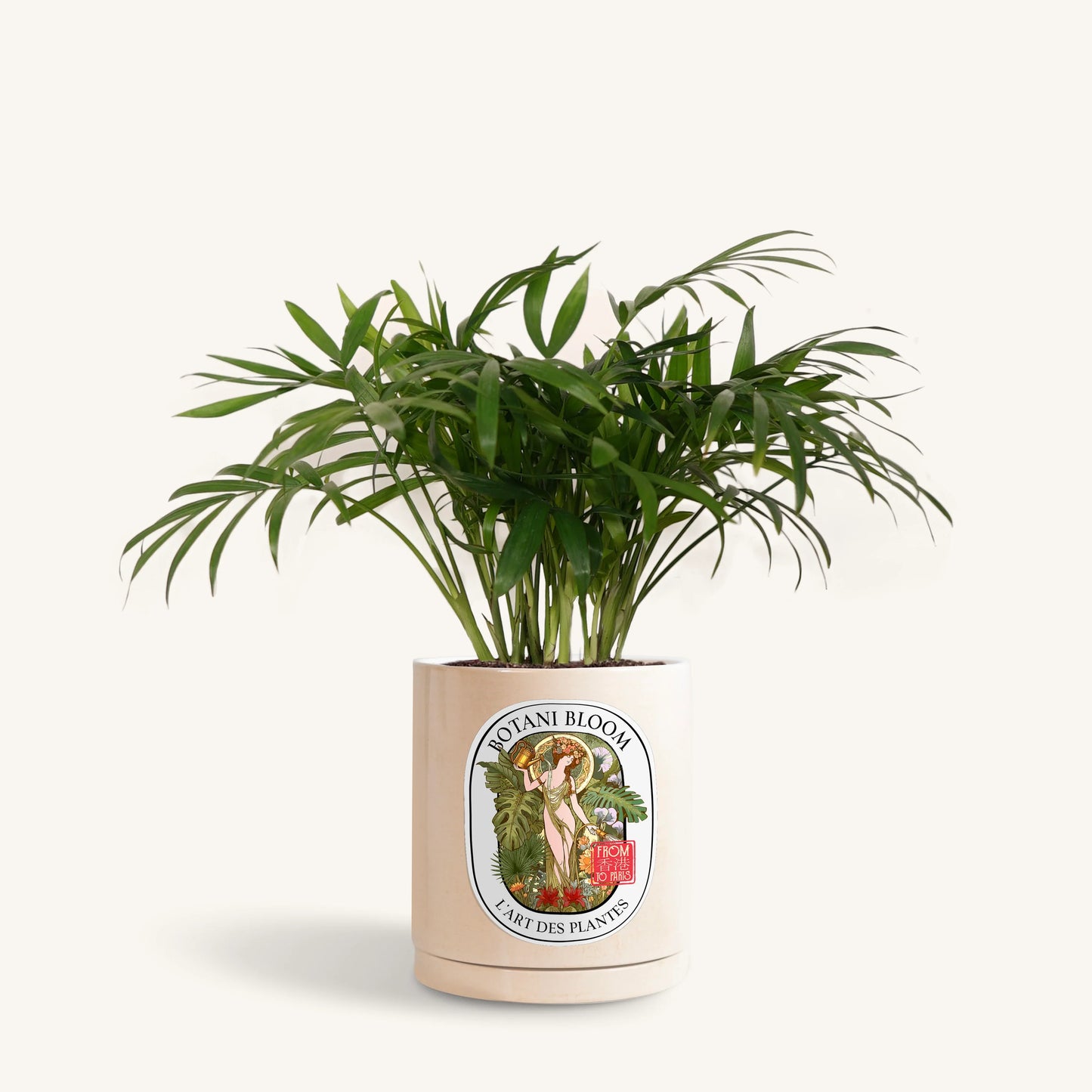 Parlor Palm in a Botani Bloom beige pot, front view