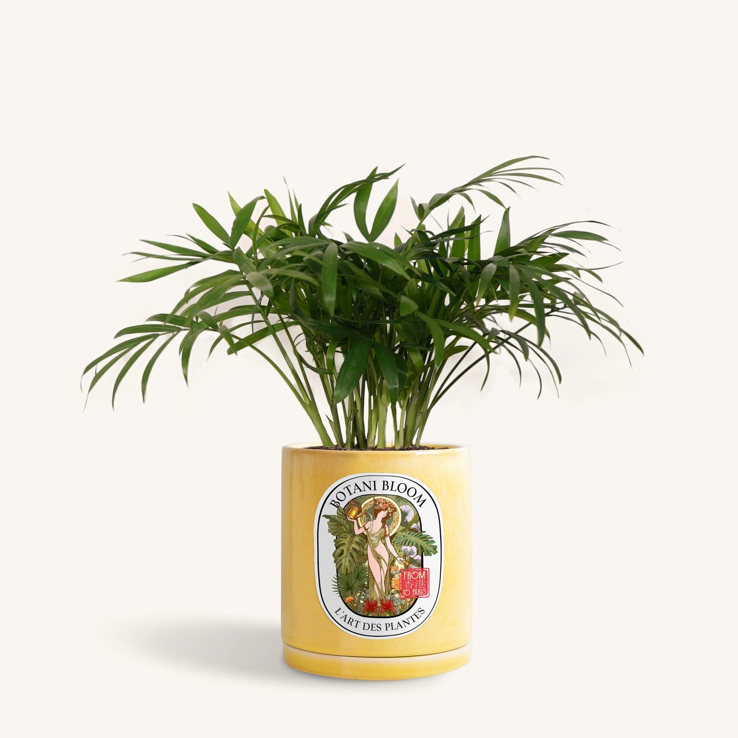 Parlor Palm in a Botani Bloom yellow pot, front view