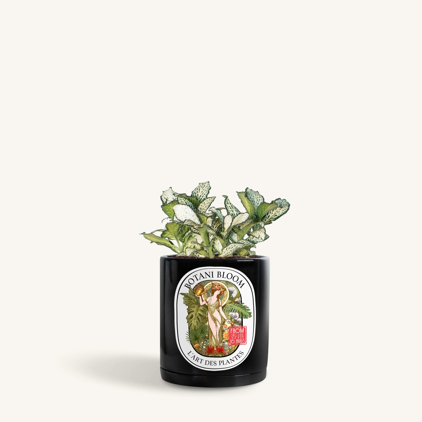 Green Fittonia in a Botani Bloom noir silk color pot, front view