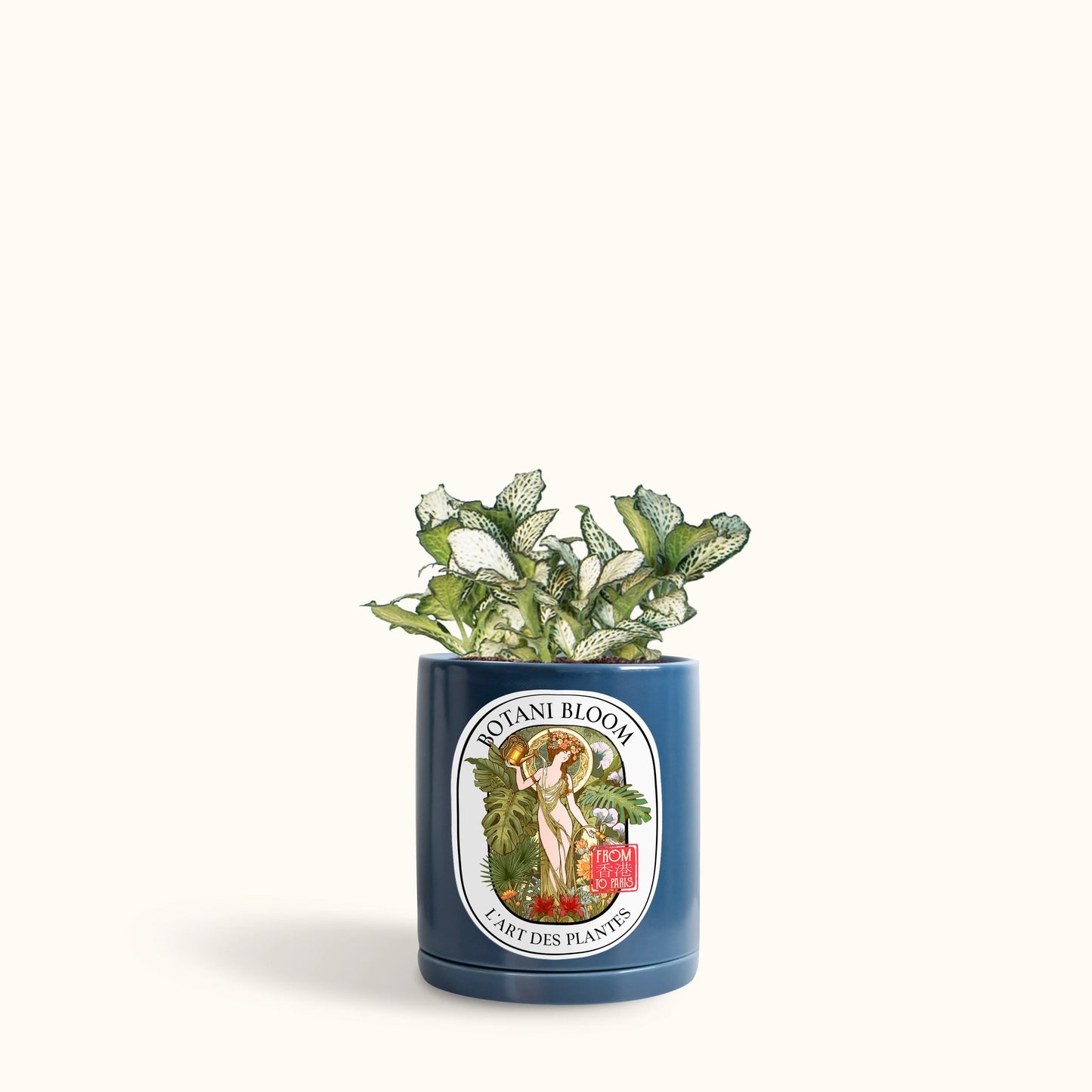 Green Fittonia in a Botani Bloom electric blue color pot, front view