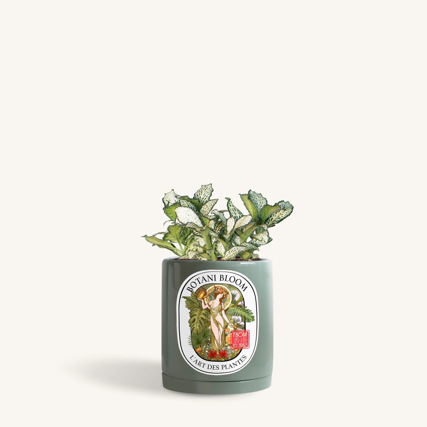 Green Fittonia in a Botani Bloom retro olive color pot, front view
