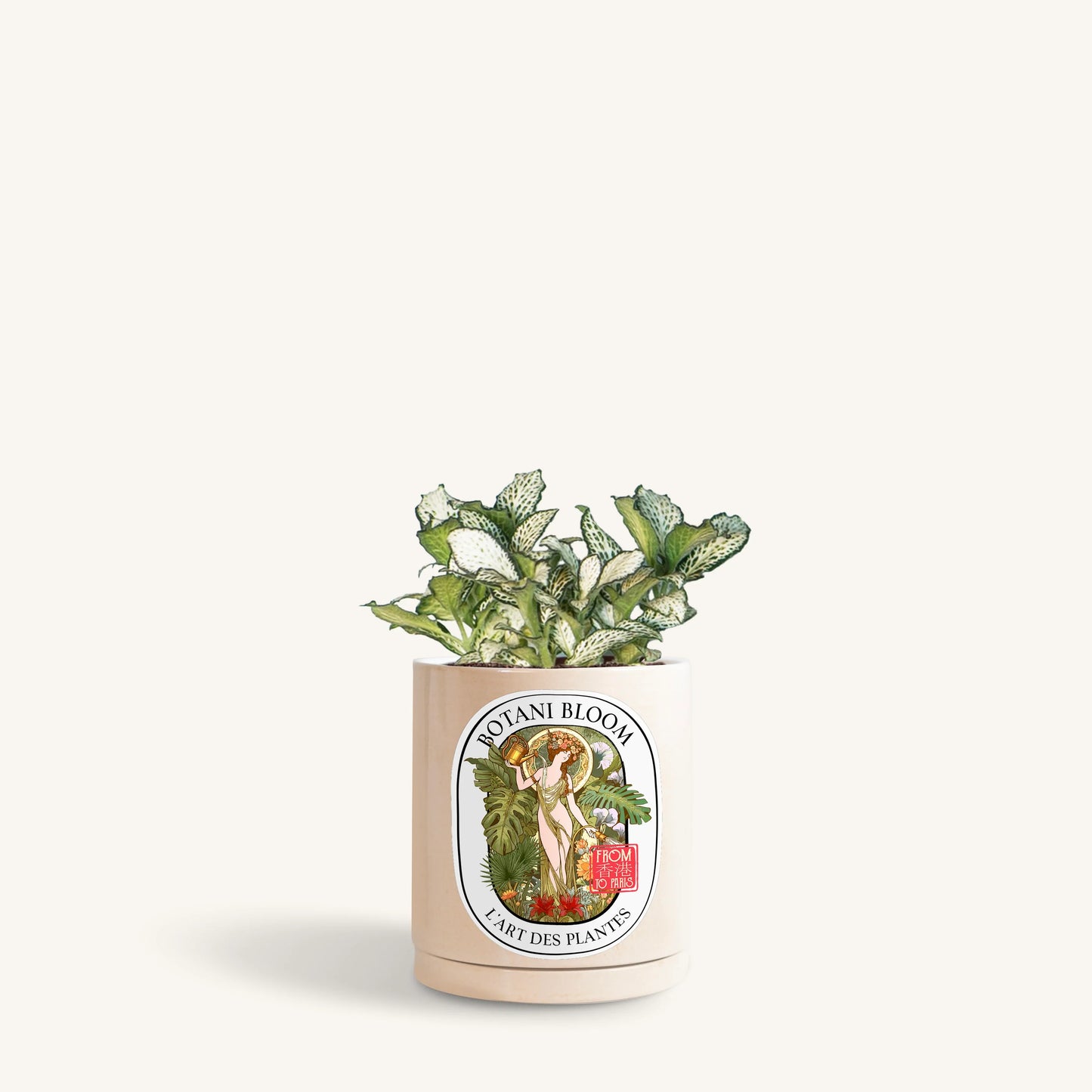 Green Fittonia in a Botani Bloom champagne pearl pot, front view