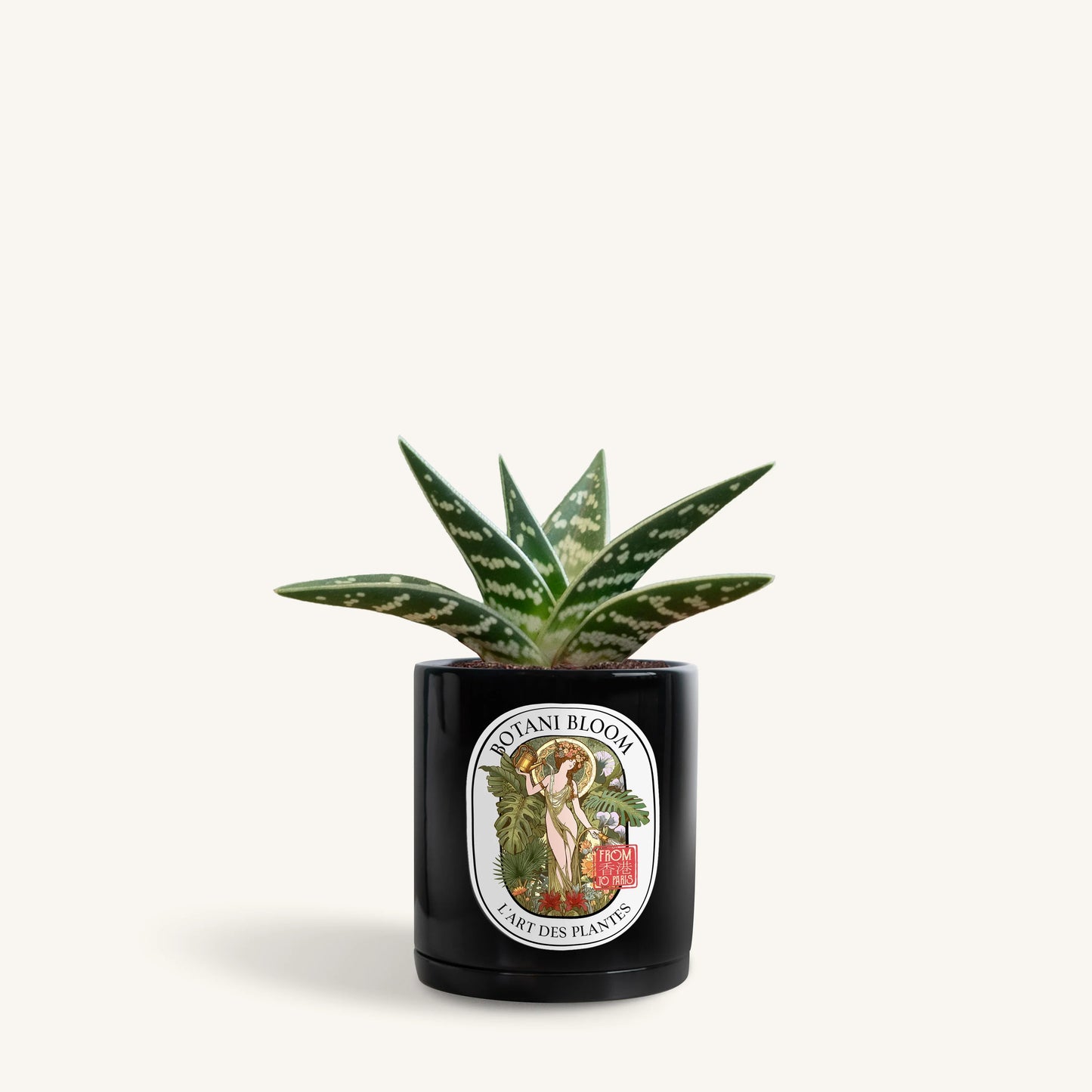 Gonialoe Variegata in a botani bloom noir silk colored pot, front view