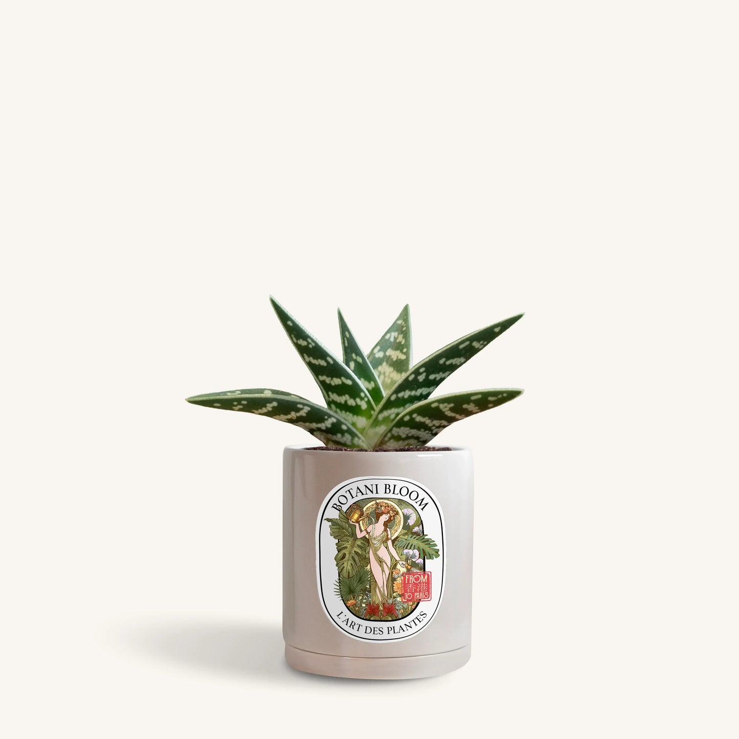 Gonialoe Variegata in a botani bloom silver sage colored pot, front view