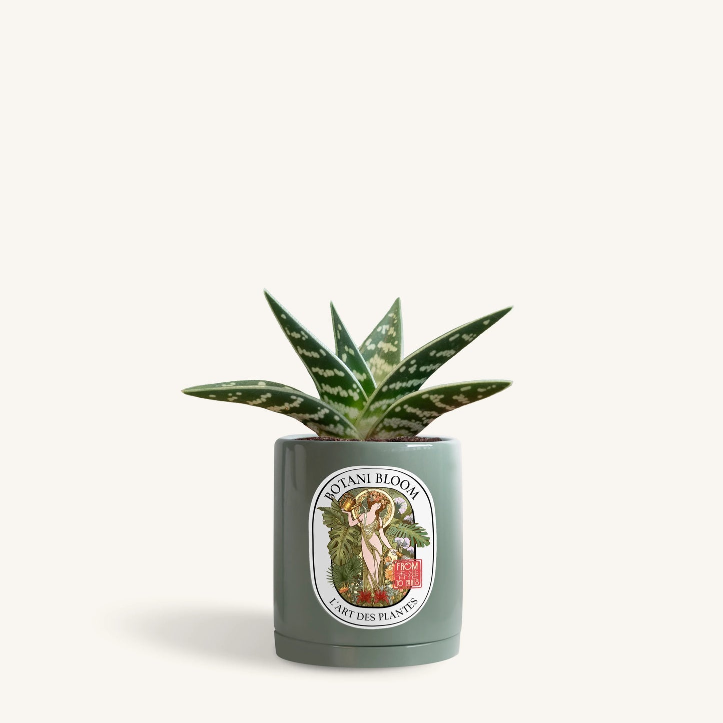Gonialoe Variegata in a botani bloom retro olive colored pot, front view