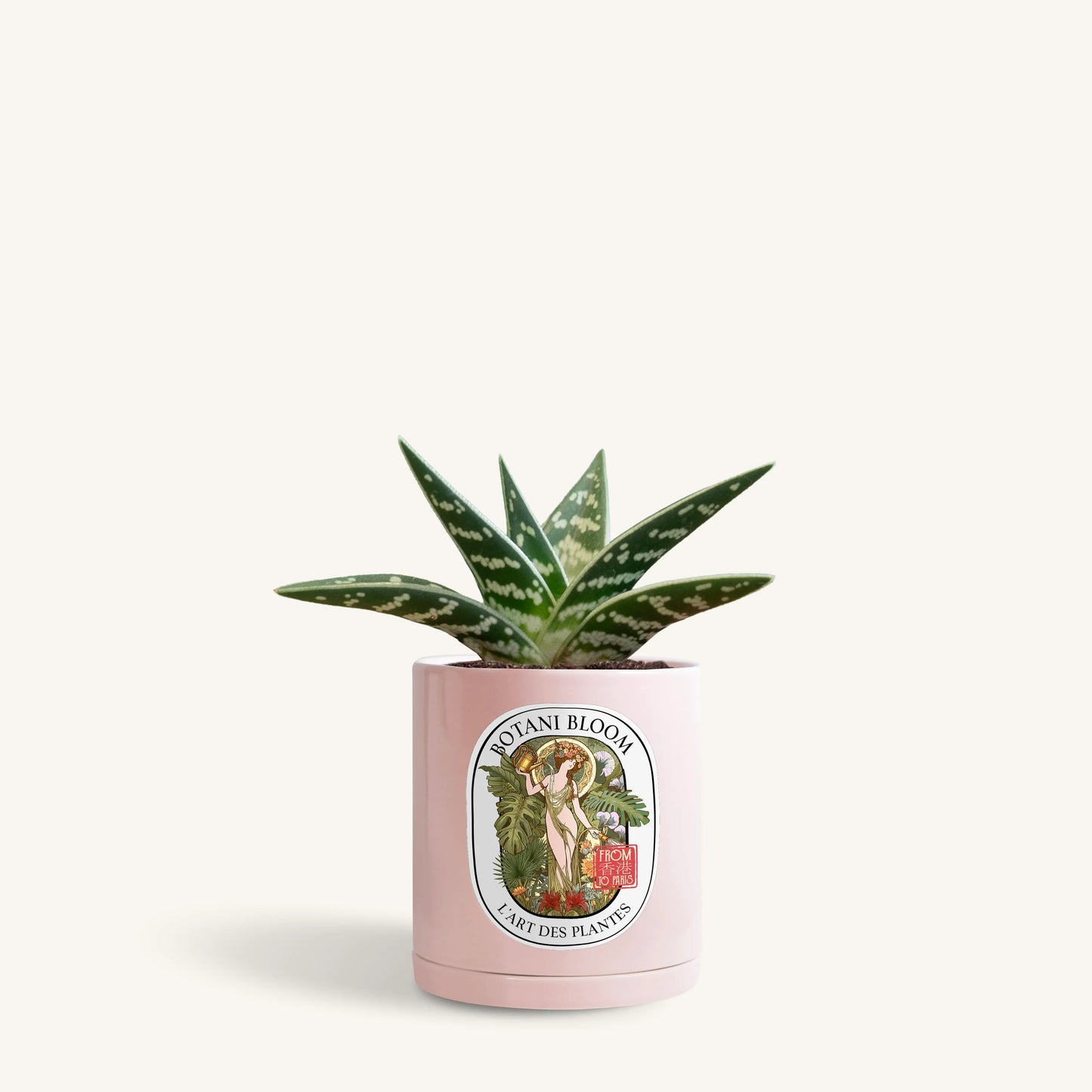 Gonialoe Variegata in a botani bloom blush pink colored pot, front view