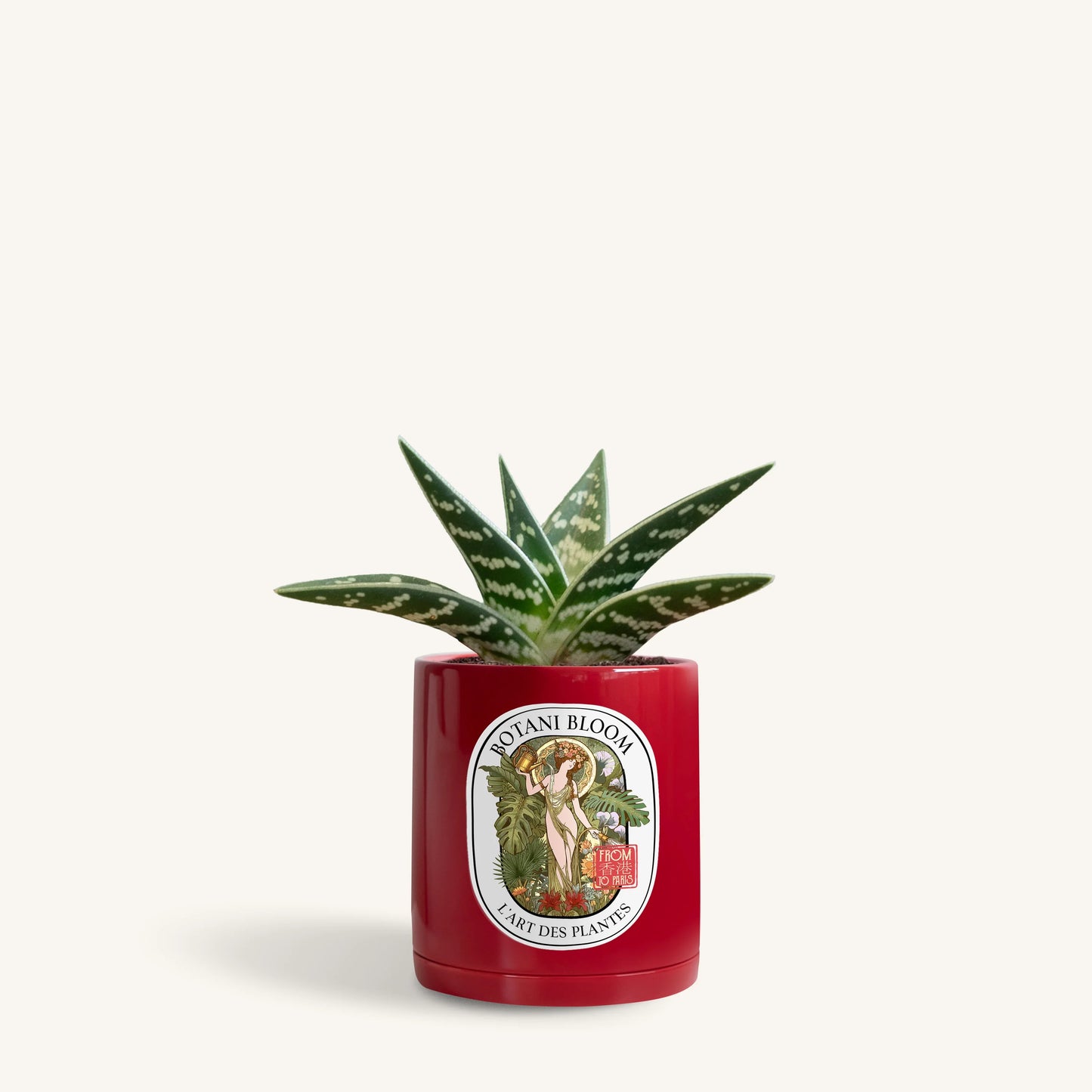 Gonialoe Variegata in a botani bloom ruby rouge colored pot, front view