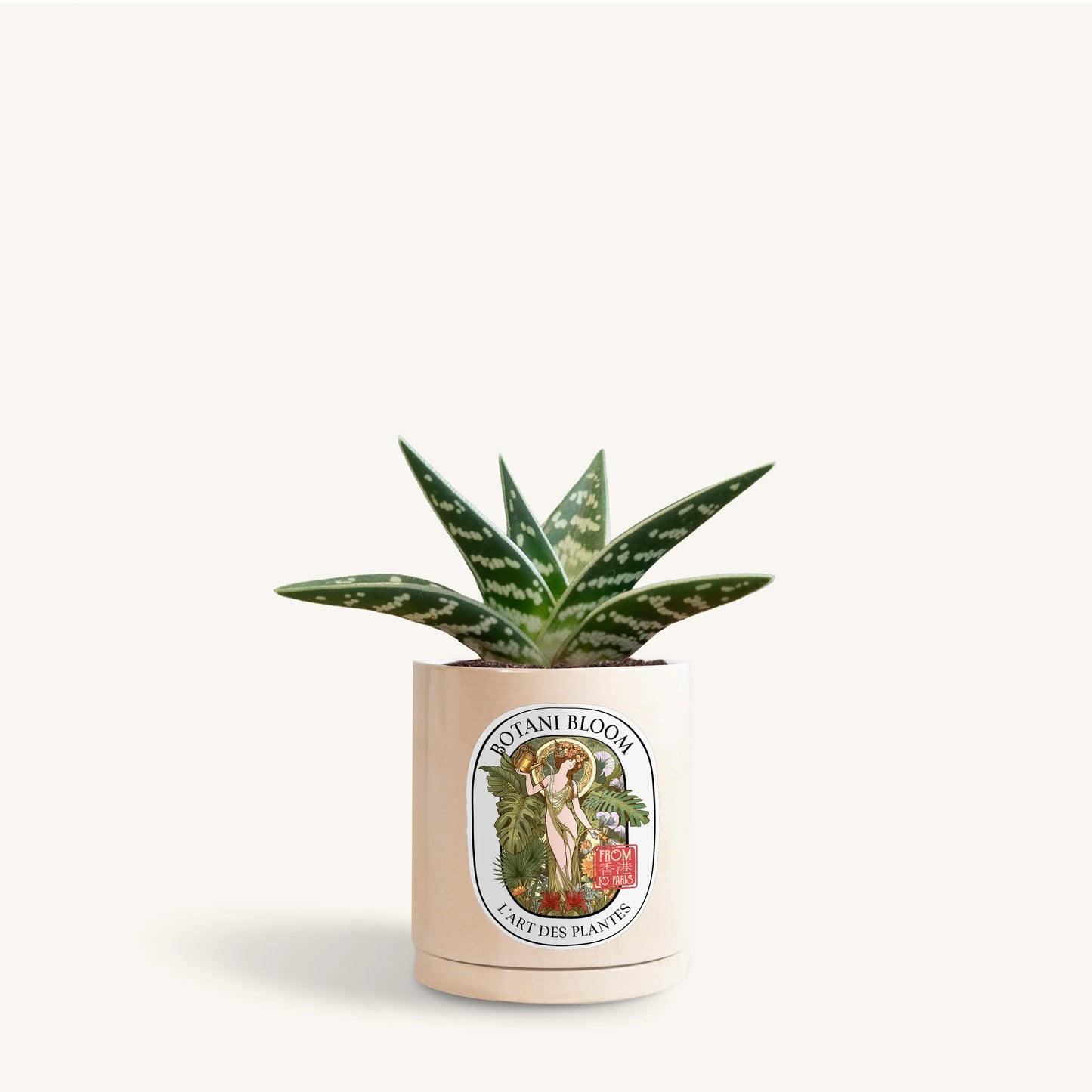 Gonialoe Variegata in a botani bloom champagne pearl colored pot, front view
