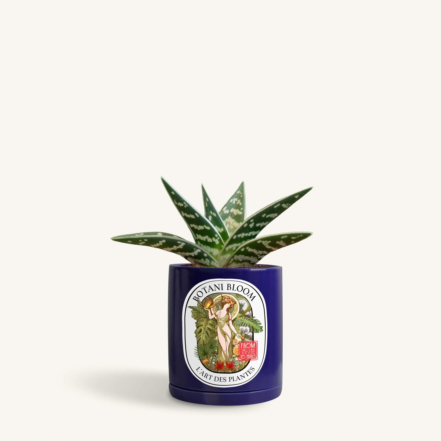 Gonialoe Variegata in a botani bloom electric blue colored pot, front view