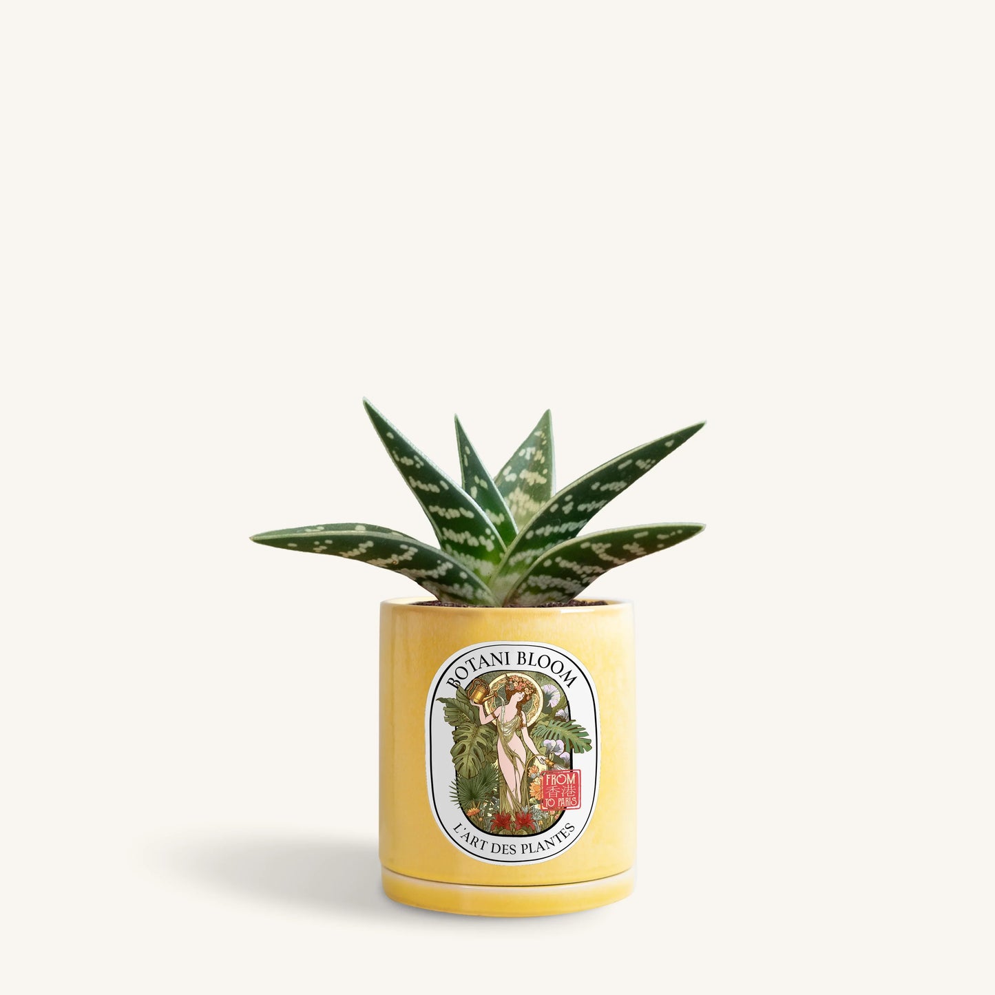 Gonialoe Variegata in a botani bloom lemon maringue colored pot, front view