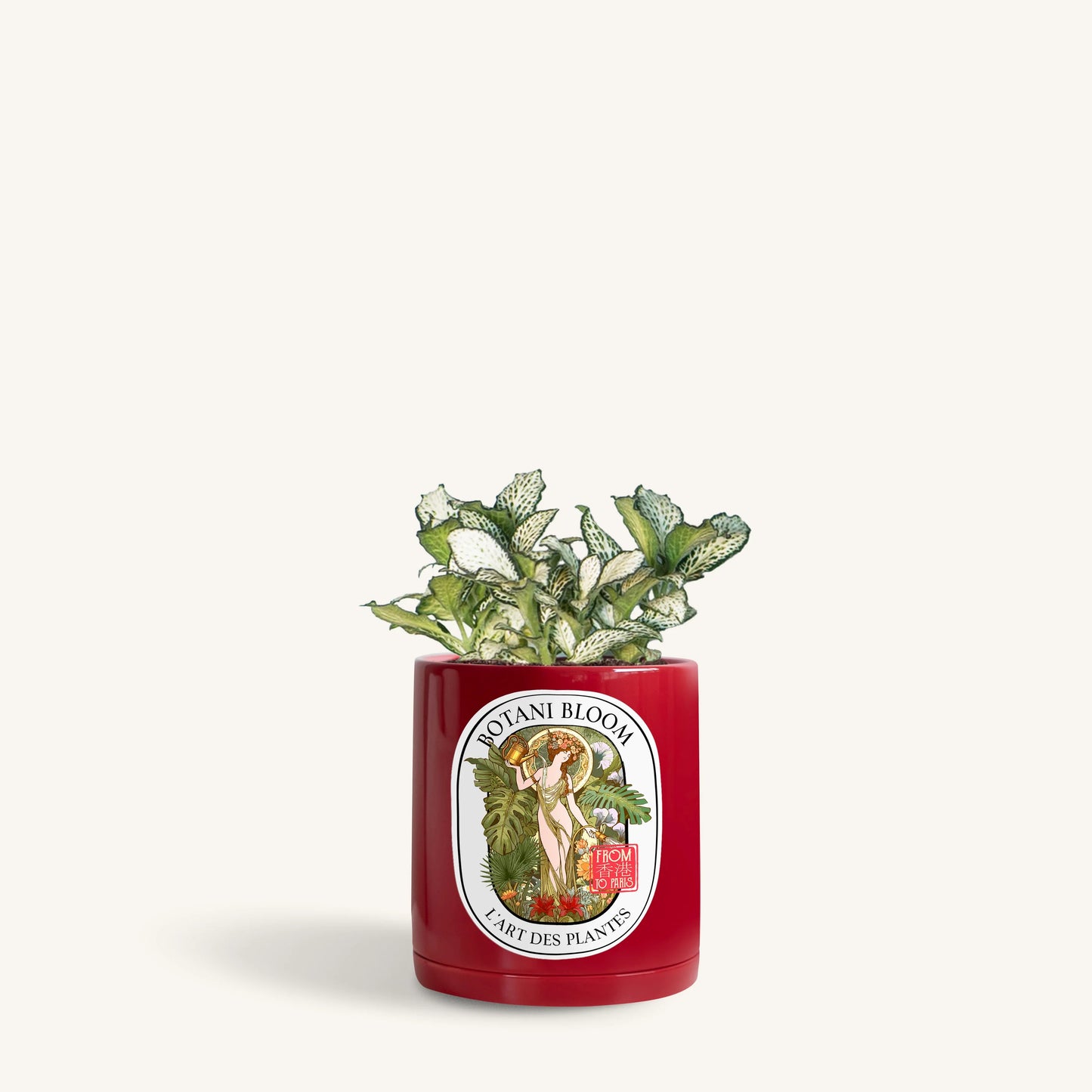 Green Fittonia in a Botani Bloom red pot, front view