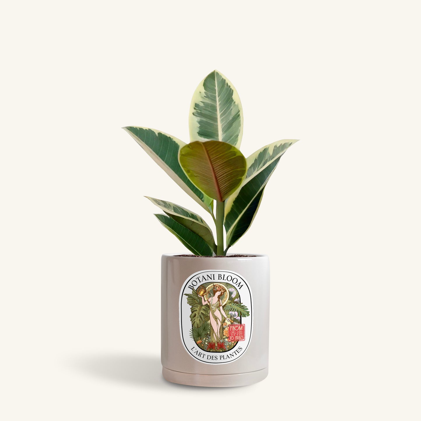 A potted ruby rubber plant in a botani bloom grey pot, front view