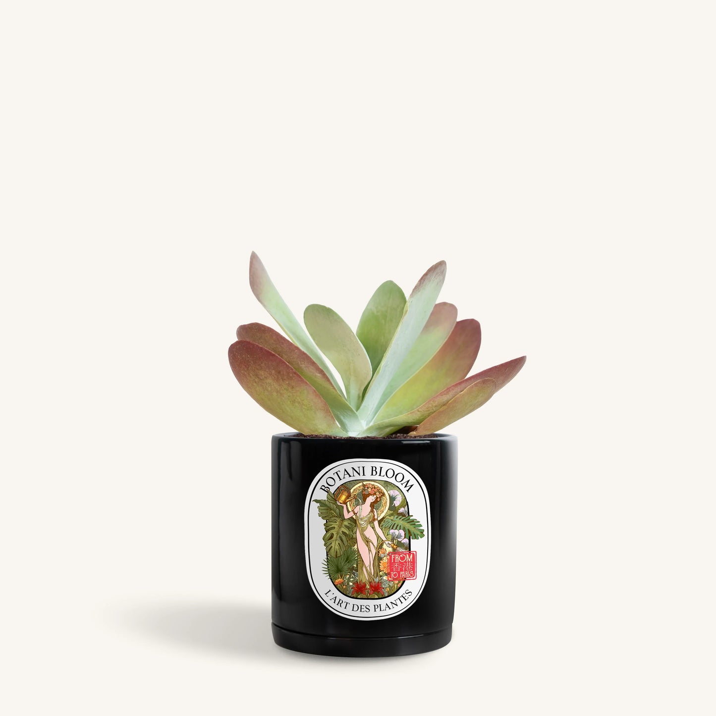 Kalanchoe Thyrsiflora in a botani bloom black color pot, front view