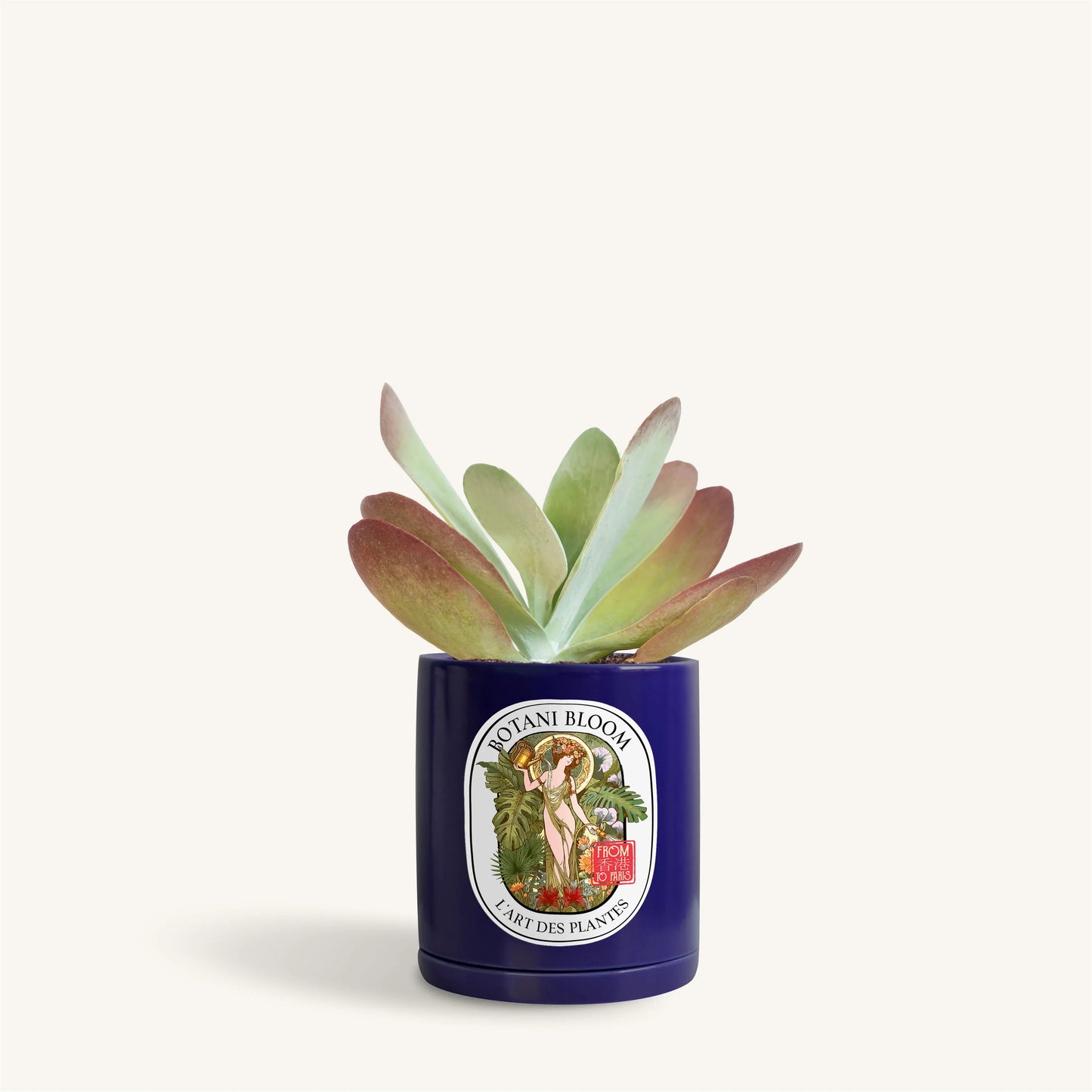 Kalanchoe Thyrsiflora in a botani bloom blue color pot, front view