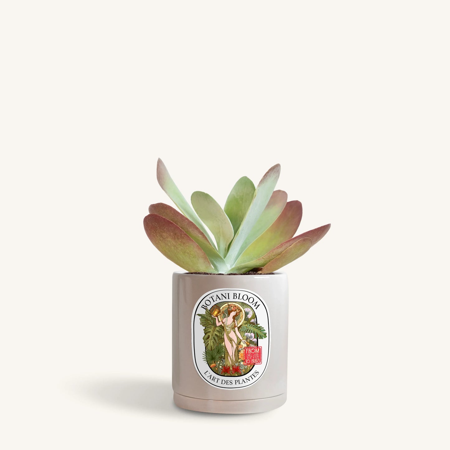 Kalanchoe Thyrsiflora in a botani bloom grey color pot, front view