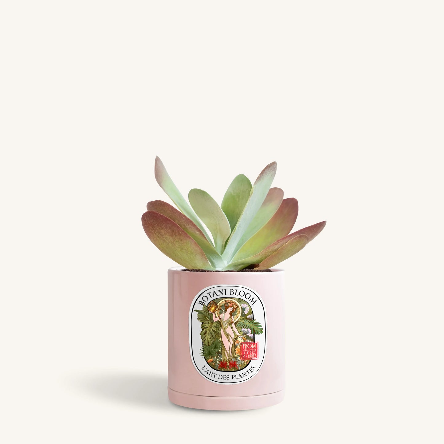 Kalanchoe Thyrsiflora in a botani bloom pink color pot, front view