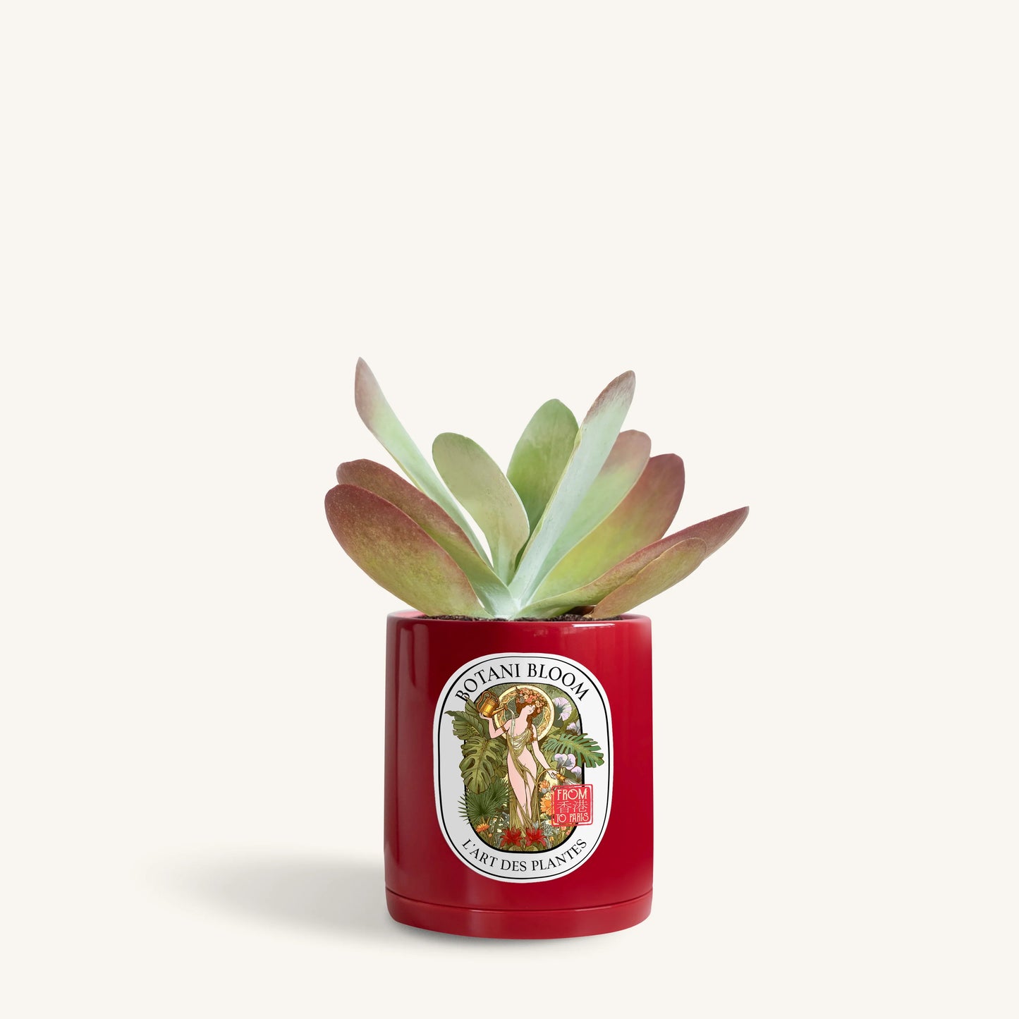Kalanchoe Thyrsiflora in a botani bloom red color pot, front view