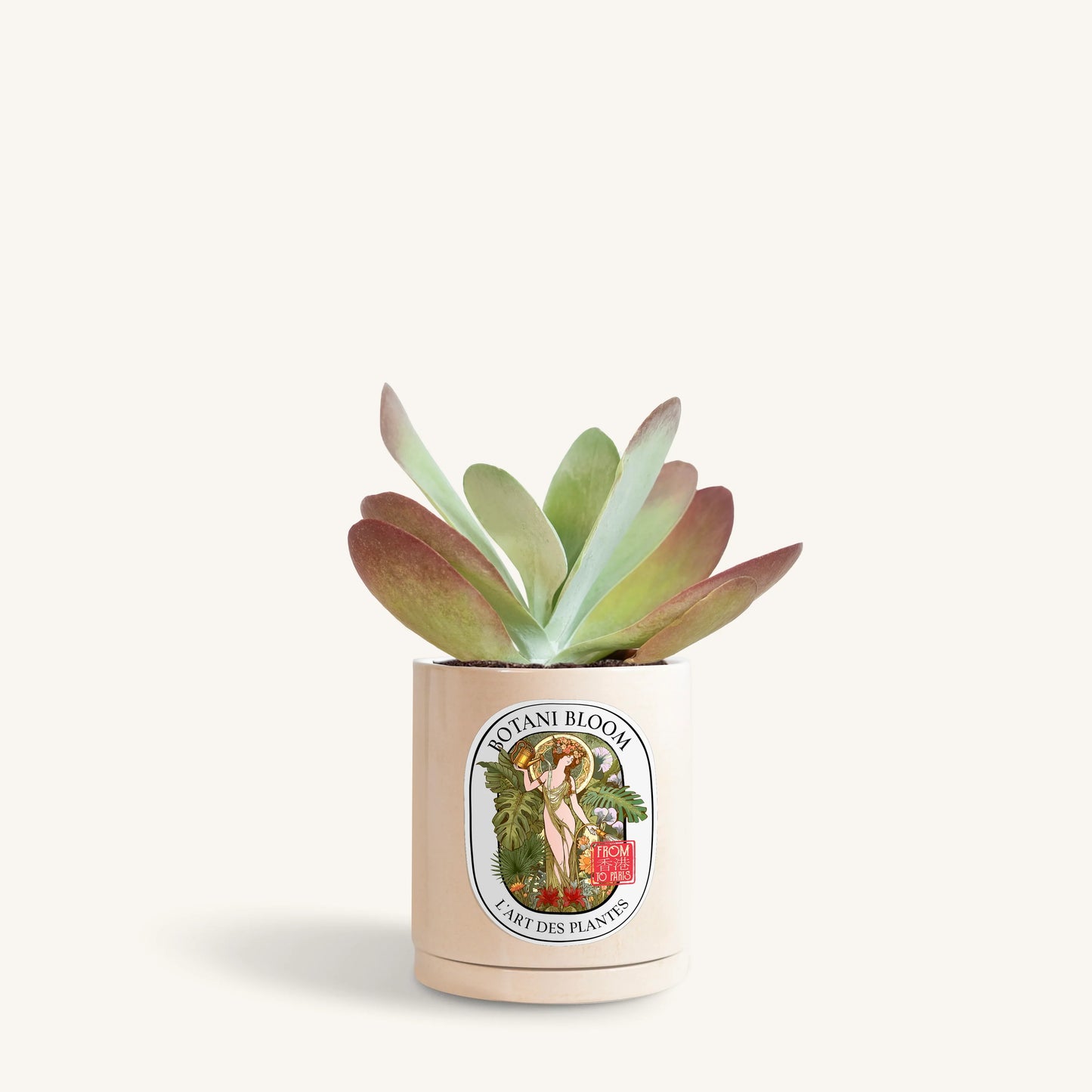 Kalanchoe Thyrsiflora in a botani bloom beige color pot, front view