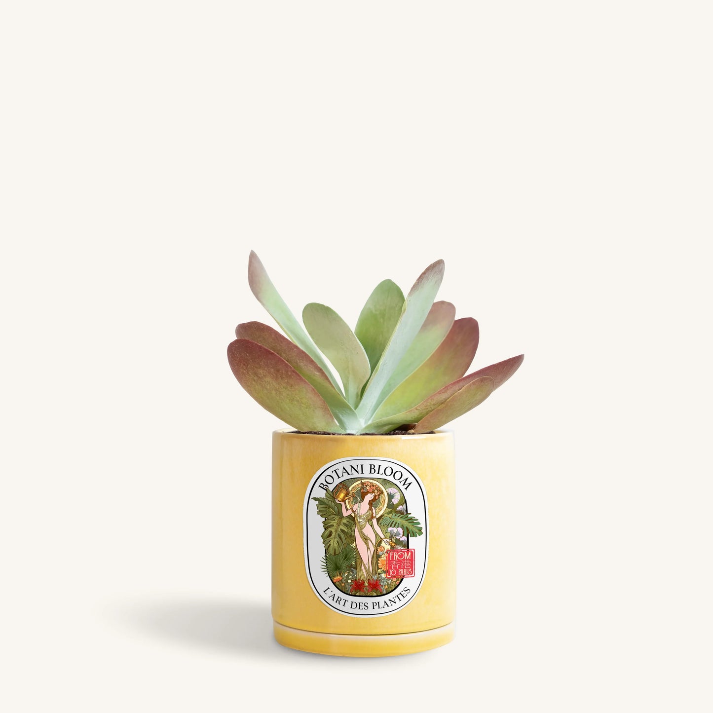 Kalanchoe Thyrsiflora in a botani bloom yellow color pot, front view