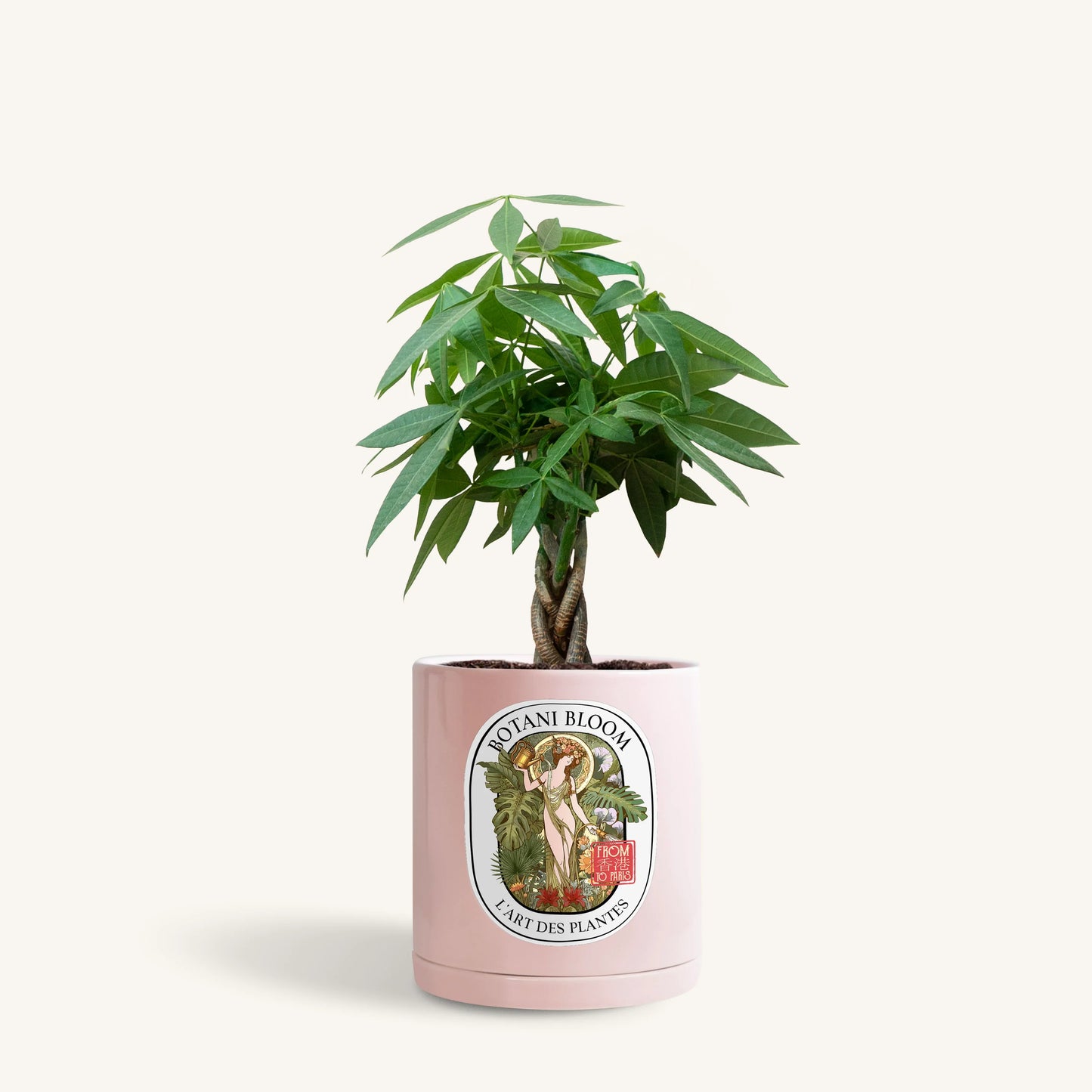 A potted Braided Money Tree, housed in a pink botani bloom pot, front view