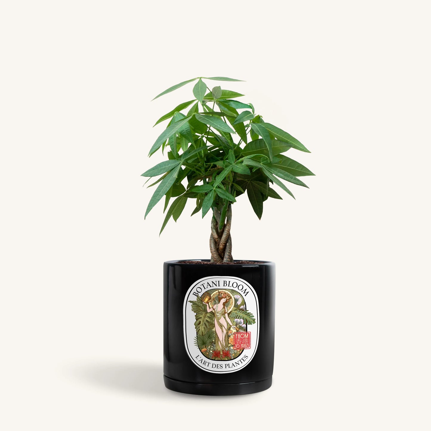 A potted Braided Money Tree, housed in a black botani bloom pot, front view