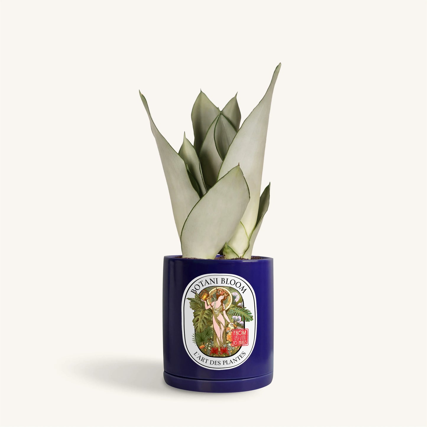 Sansevieria Moonshine in a botani bloom blue colored pot, front view
