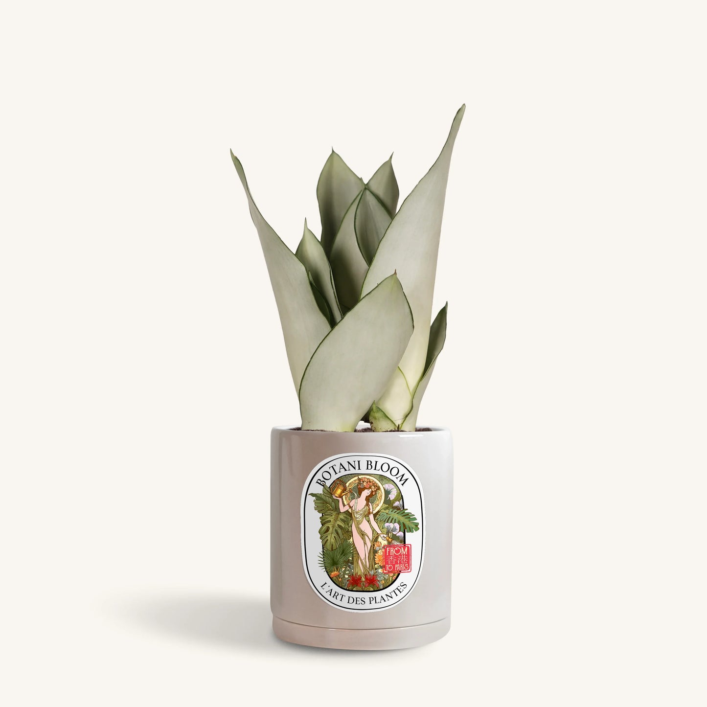 Sansevieria Moonshine in a botani bloom grey colored pot, front view