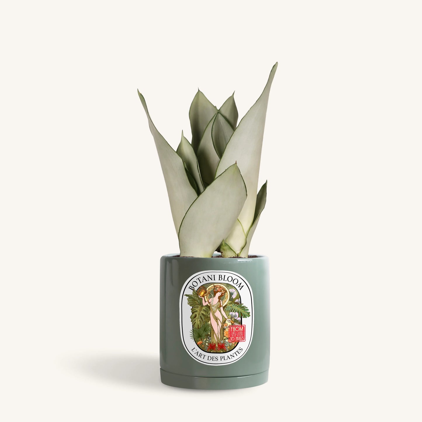 Sansevieria Moonshine in a botani bloom olive colored pot, front view