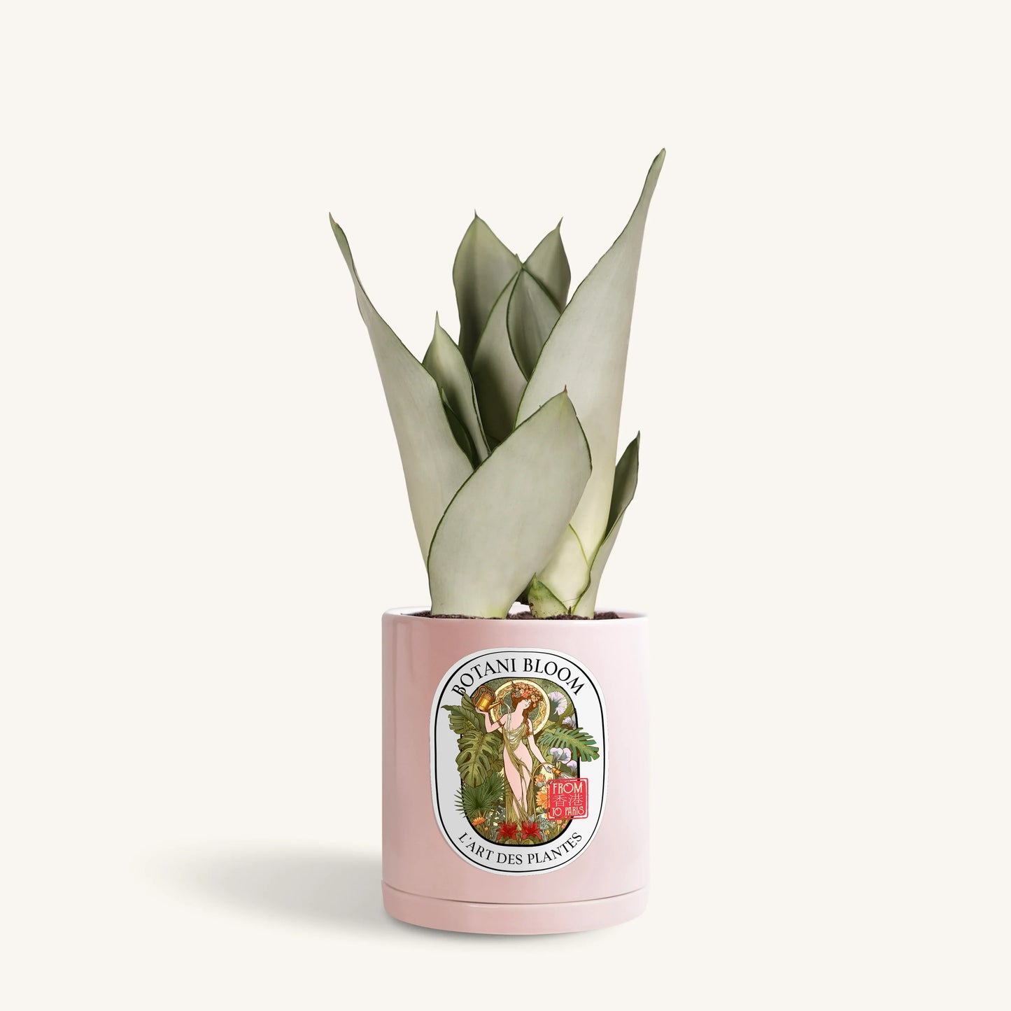 Sansevieria Moonshine in a botani bloom pink colored pot, front view