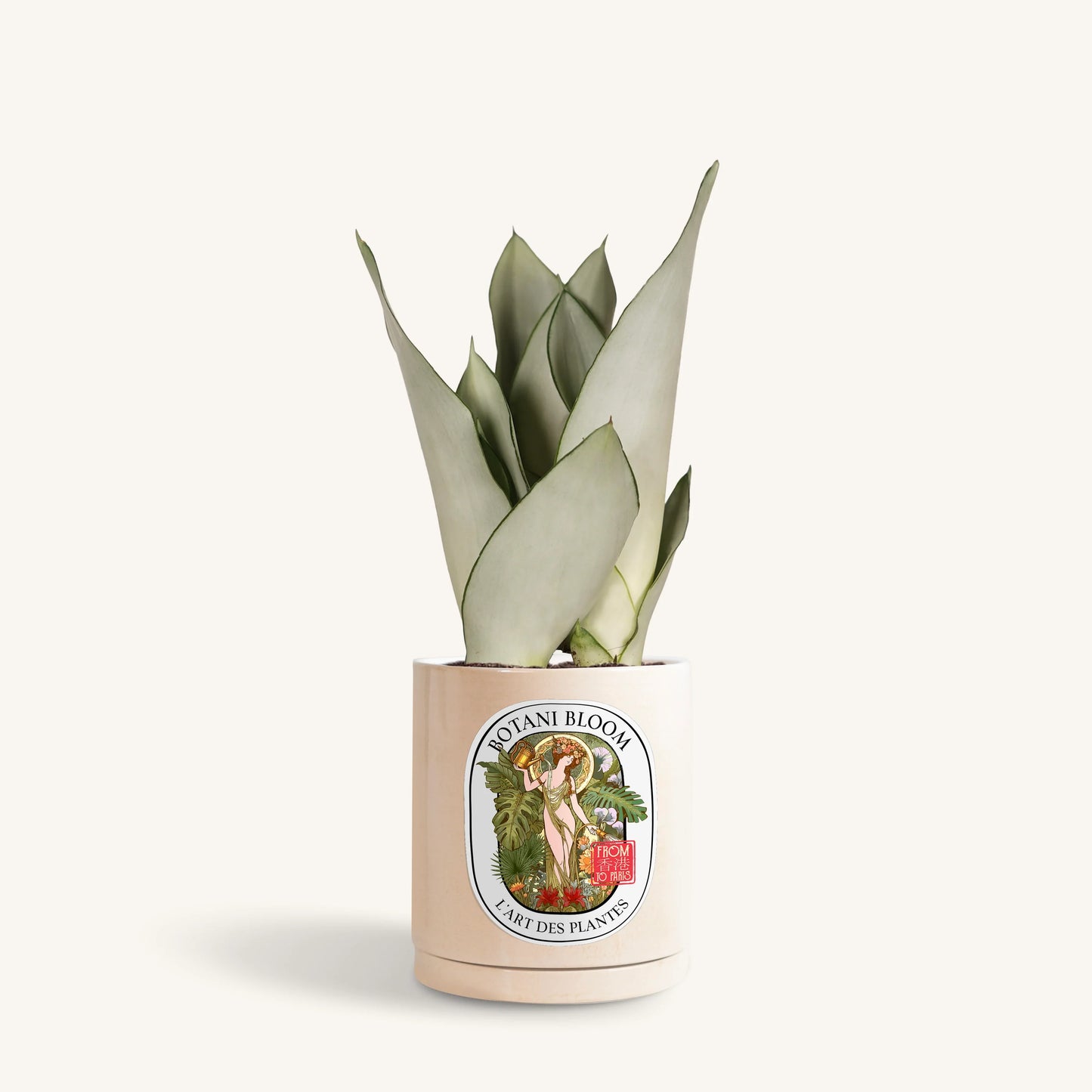 Sansevieria Moonshine in a botani bloom sand colored pot, front view